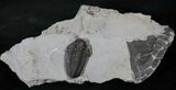 Inflated Calymene Niagarensis Trilobite - New York #14037-2